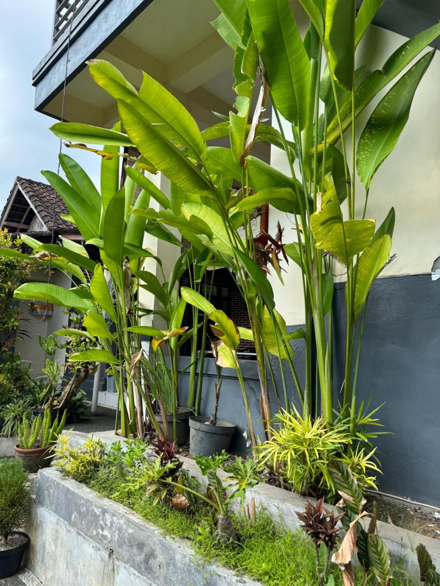 Rama Homestay Ubud Esterno foto